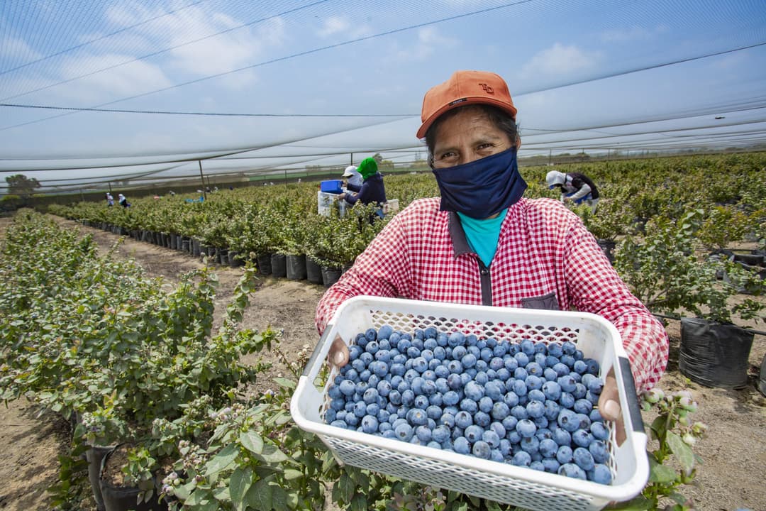 Perú registra un crecimiento de 23.6% en ventas por agroexportaciones en comparación al 2024