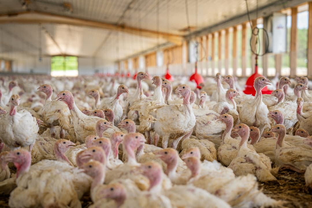 Oferta comercial de pavos superará los 2 millones en fiestas de Navidad y Año Nuevo 2026