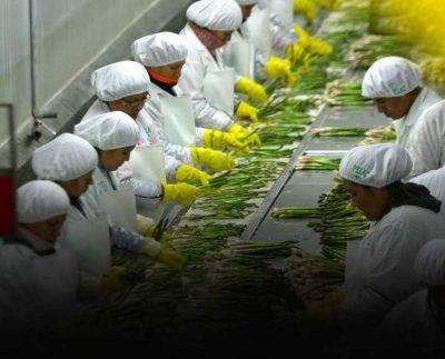 Agroexportaciones tiene impacto mínimo ante conflicto bélico