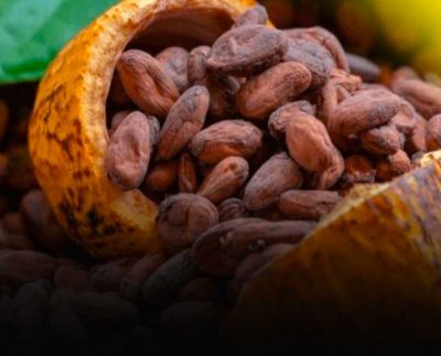 Aumentan las exportaciones nacionales del cacao peruano
